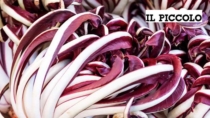 Radicchio, il piacere amaro della terra: quattro le IGP venete