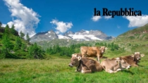 Poca acqua in alta quota: l’industria del formaggio paga la crisi climatica