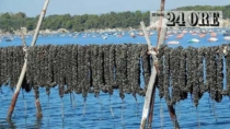 In Adriatico bruciati i semi, produzione di cozze a rischio