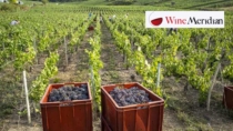 Champagne DOP stringe i rubinetti: nel 2026 la resa autorizzata più bassa del secolo