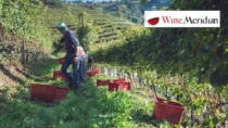 Il Consorzio Vini Trentino presenta il 3° Bilancio di Sostenibilità