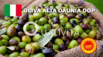 Oliva Alta Daunia DOP registrata ufficialmente in UE, è la terza IG pugliese riconosciuta nel 2026