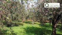 Valle del Belice DOP - Olio EVO: riconosciuto il Consorzio di tutela