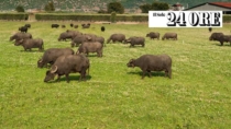 Filiera bufalina, plafond di 30 milioni per le imprese della Piana del Sele