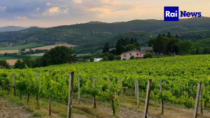 Consorzio vini doc Trasimeno, cala la produzione di vino non la qualità
