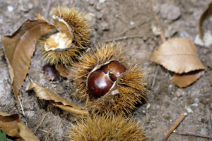 CASTAGNA CUNEO
