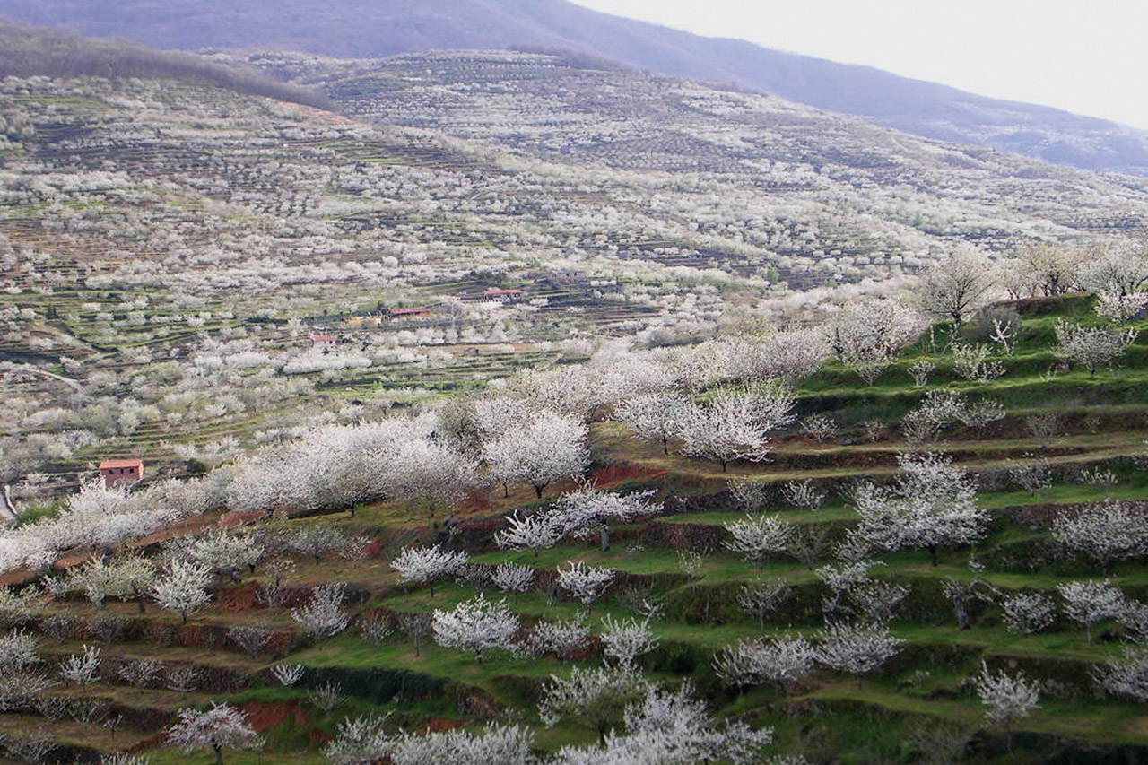 Cereza del Jerte DOP foto-1