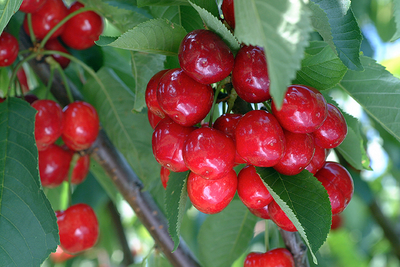 Cerezas de la Montaña de Alicante IGP Foto-1 Cerezas de la Montaña de Alicante IGP foto-1
