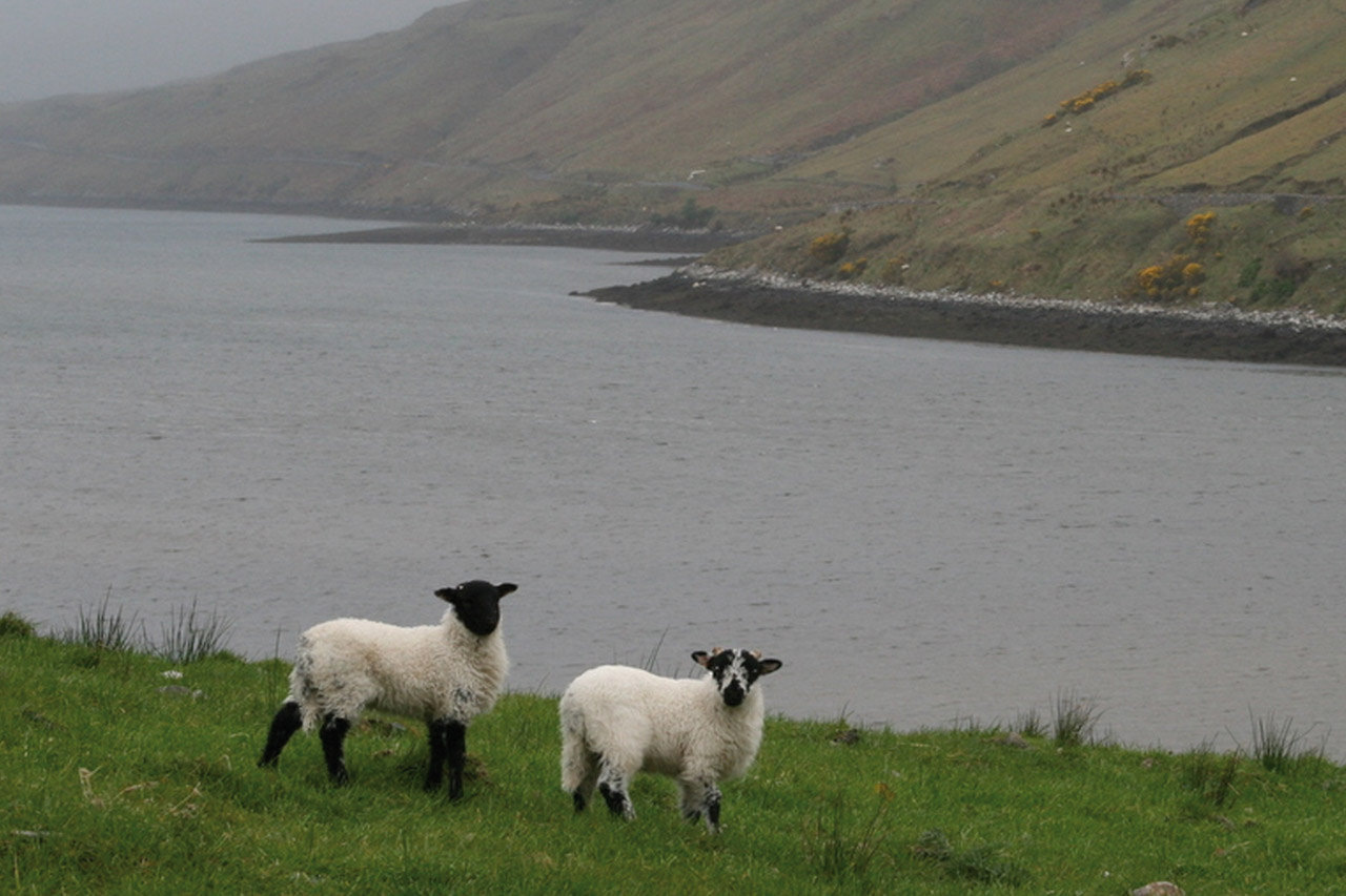 Connemara Hill lamb ; Uain Sléibhe Chonamara IGP foto-1