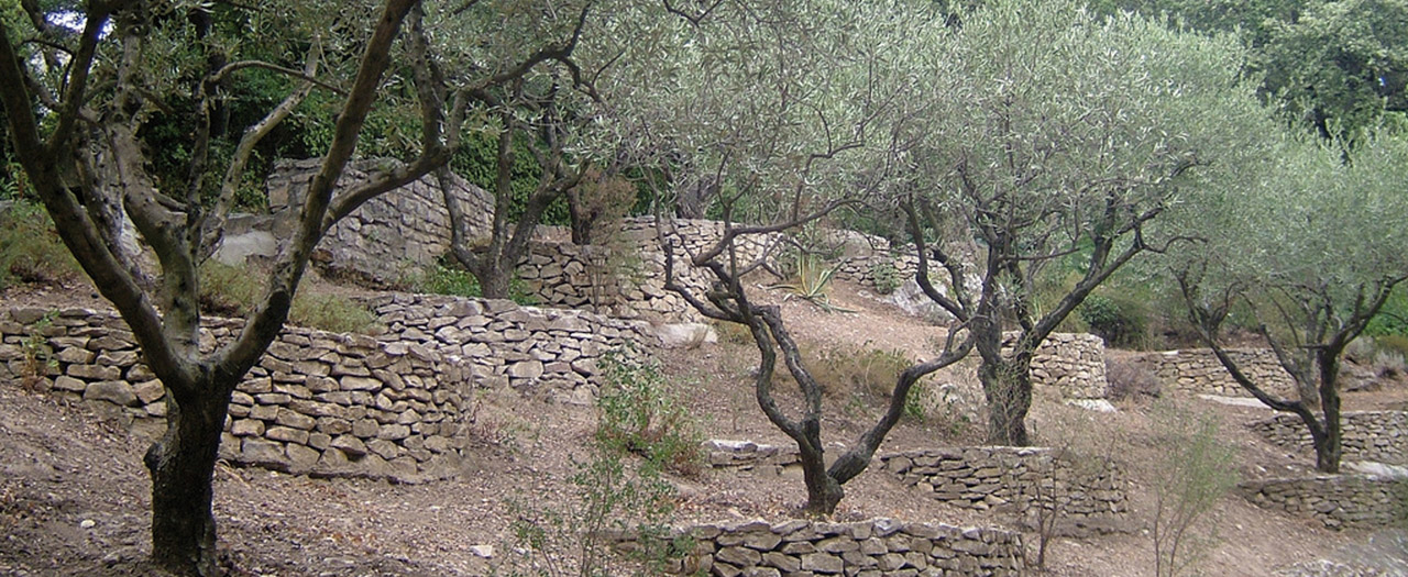 Huile d'olive de Nîmes DOP foto-1