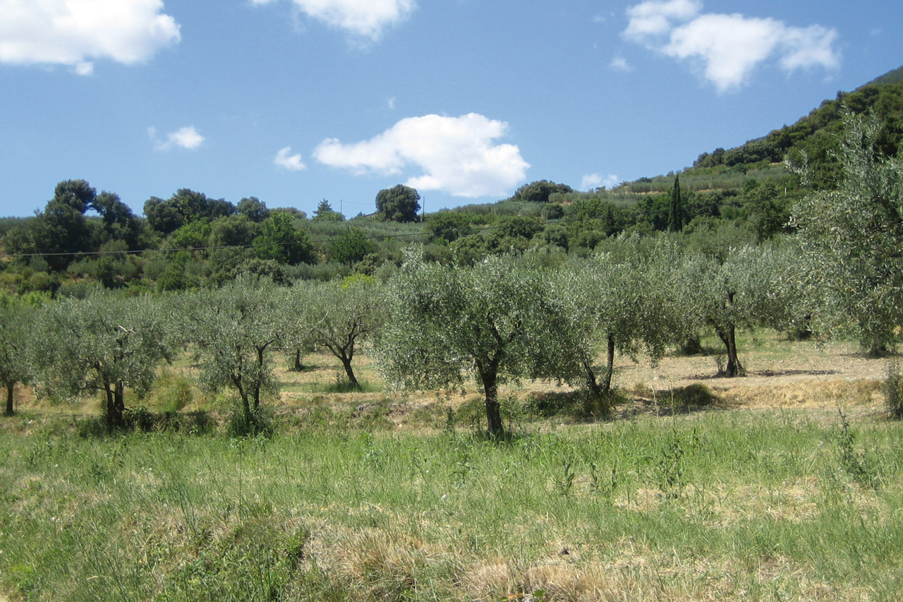 Huile d'olive de Nyons DOP foto-1