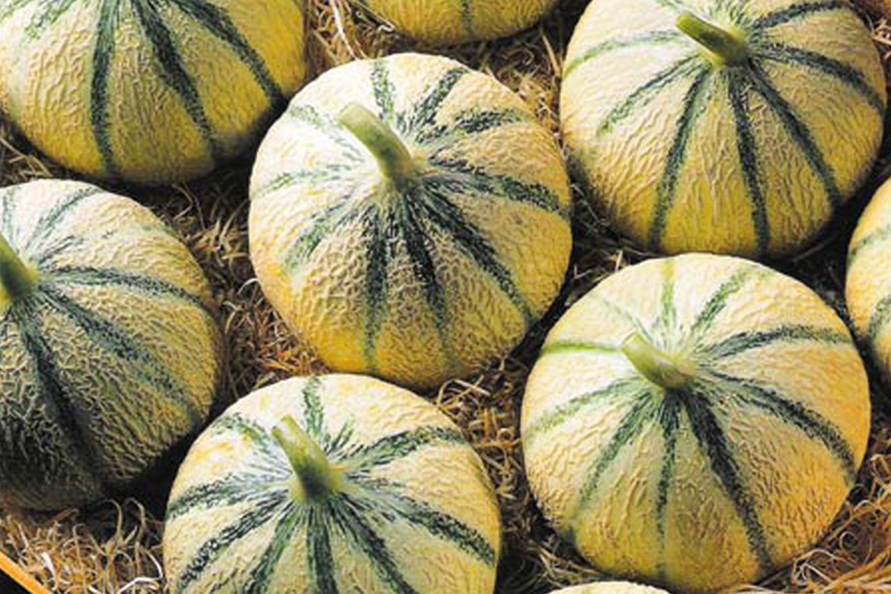 Melon du Haut-Poitou IGP foto-1