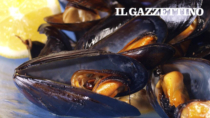Mare bollente, strage di cozze. Persi mille quintali di Cozze di Scardovari DOP