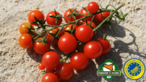 (Siracusa) Pomodoro di Pachino IGP - “Come promuovere il pomodoro di qualità: esperienze a confronto”