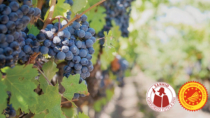 Sannio Consorzio tutela Vini in trasferta in Alto Adige per la XXX edizione del "Merano Wine Festival"