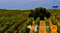 Consorzio Sicilia DOC: l’export dei vini siciliani cresce a doppia cifra nel primo quadimetreste dell’anno
